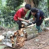 Cinnamon - nature’s blessed gift for poverty reduction in Yen Bai province 