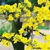 Yellow apricot blossom – a symbol of Tet in Vietnam