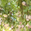 Moc Chau’s out-of-season plums