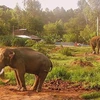 Adjustments to elephant conservation plan approved 