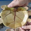 Phu Yen man makes unique plates from sea grape leaves