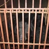 Rescue of nine bears in Binh Duong a good sign for wildlife conservation