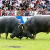 Do Son Buffalo Fighting Festival to come back late this month