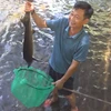 Cold-water fish breeder in Thanh Hoa earning substantial profits