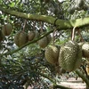 51 Production Unit Codes in Vietnam eligible for shipment of durian to China