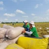 Vietnam’s rice exports to surpass annual target 