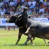 Exploring the unique buffalo fighting festival of Hai Phong