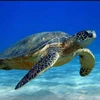 Nearly 123.000 baby turtles released into sea
