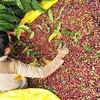 Vietnam becomes third largest coffee supplier to US