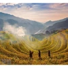 Mu Cang Chai tourism seeing strong recovery ​