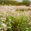 Buckwheat flower season on Ha Giang’s rocky plateau