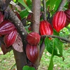 Reviving cocoa trees in Ba Ria-Vung Tau