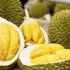 Durian exports to China up sharply