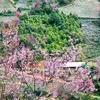 Wild peach blossoms on full display in Yen Bai