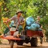 Pomelo growers busy with harvest for Tet