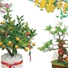 Signature ornamental trees, flowers for traditional Lunar New Year