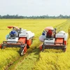 Institute works hard on improving specialty rice varieties