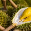 Durian to make breakthrough for Vietnam's fruit exports