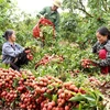 Hung Yen enters early-ripening hybrid litchi harvesting season