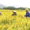  Phu Tho’s agricultural restructuring goes in line with new-style rural area development