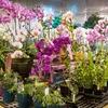 High-tech applications help Hanoi flower growers earn higher incomes