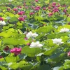 Pure lotuses enchant flower lovers in Hanoi