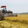 Rice exports see positive signals, food security challenges