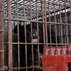 Bach Ma "Bear House" welcomes its first two rescue bears