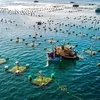 Vietnam works on sustainable development of marine aquaculture