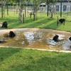 Bear Protection Programme launched at country’s top bear farming commune