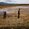 Ninh Thuan tackles prolonged drought 