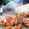 Localities asked to brace for potential avian flu during Tet