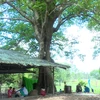 Dong Thap: ancient tree receive national heritage status