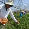 Quang Ngai farmers earn high profits as chili pepper prices soar