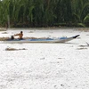 Early summer rain alleviates saltwater in Hau Giang