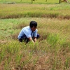 Tien Giang implements project fighting drought, saline intrusion 