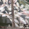 PM urges prompt delivery of relief following mass fish deaths