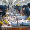 Export seafood quality not affected by mass fish deaths: VASEP