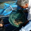 Fishermen target young lobsters