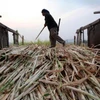 Thailand’s sugar output declines from previous crop