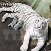 WWF urges closure of all tiger farms in Asia 