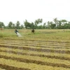 Binh Dinh: Scallions dried up by drought