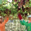 Grapes and Wine Festival 2016 to open in Ninh Thuan 