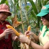 Vietnamese farmers urged to shift from rice to corn