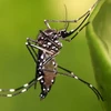 Myanmar takes preventive measures against Zika 