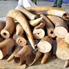 Customs uncover over 700kg of ivory transported by sea