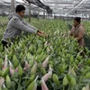 For HN gardeners, lilies are beautiful business