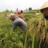 Indonesia: Stable food prices reduce poverty rate 