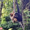Vietnam makes efforts in wildlife protection 