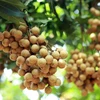 Hung Yen longan fruits during harvest season